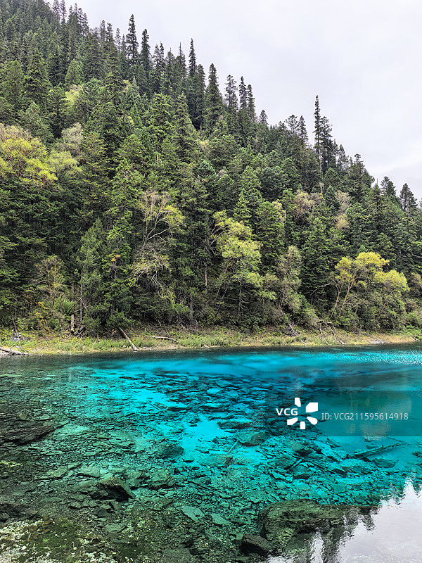 四川阿坝州九寨沟景区五彩池自然风光 走进语文课本图片素材