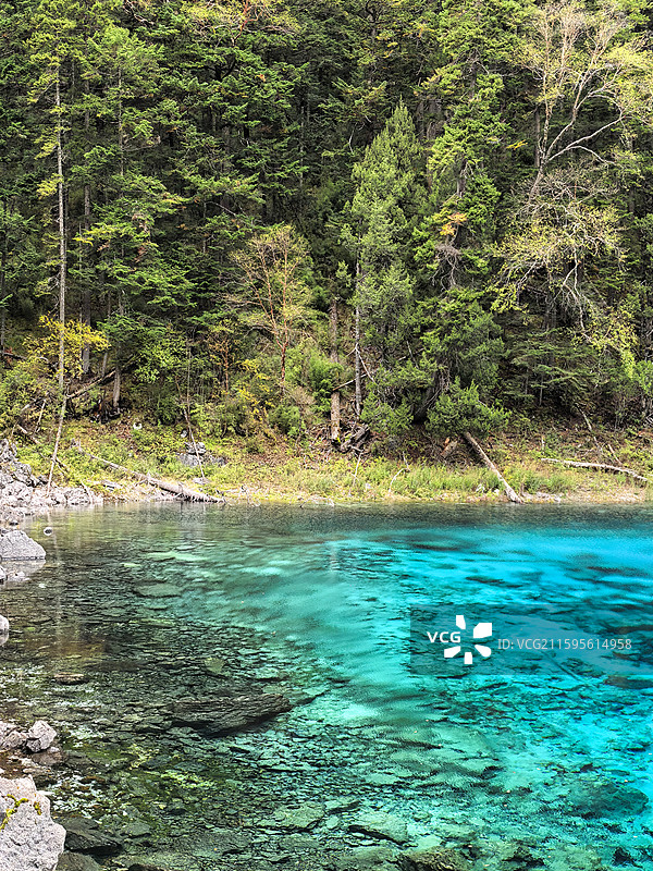 四川阿坝州九寨沟景区五彩池自然风光 走进语文课本图片素材