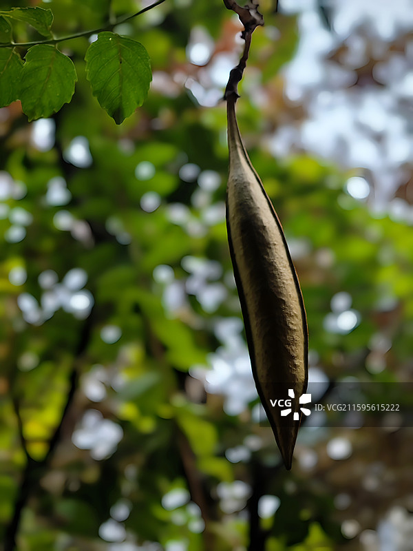 秋天的果实图片素材