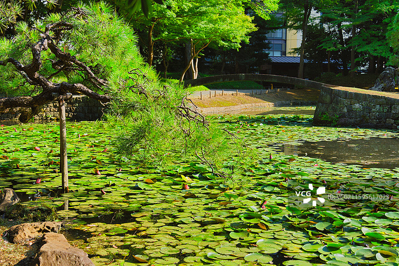 夏末的小石川后乐园-日本传统庭院图片素材