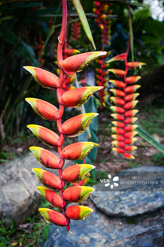 火鸟蕉火焰蕉图片素材