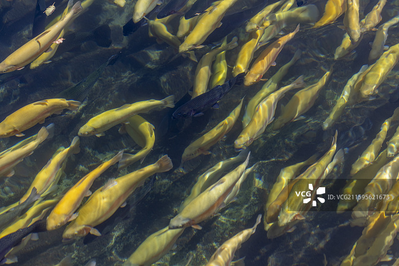 虹鳟鱼图片素材