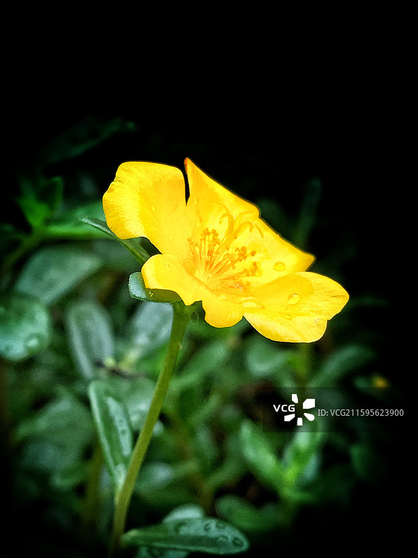 雨后马齿觅花图片素材