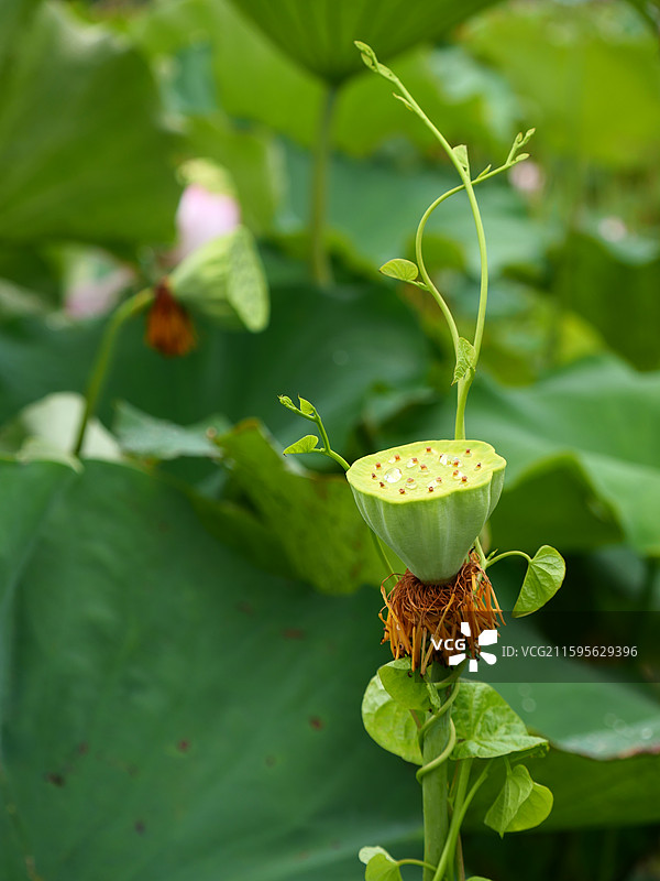 湘潭荷花图片素材