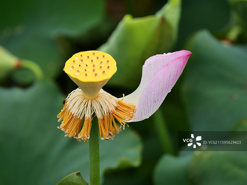 湘潭荷花图片素材