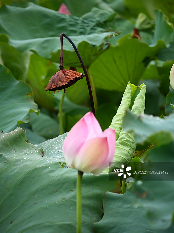 湘潭荷花图片素材
