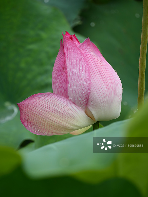 湘潭荷花图片素材