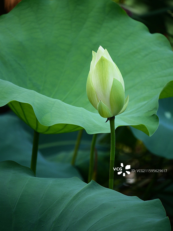 湘潭荷花图片素材