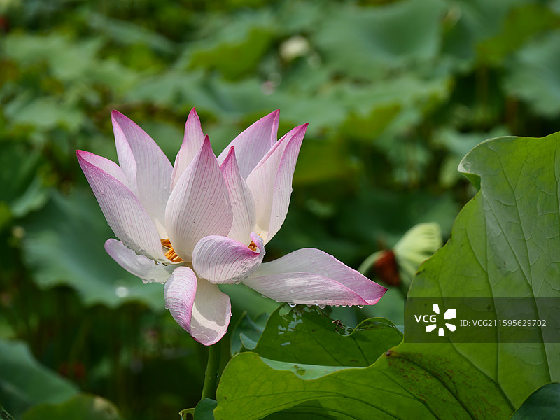 湘潭荷花图片素材