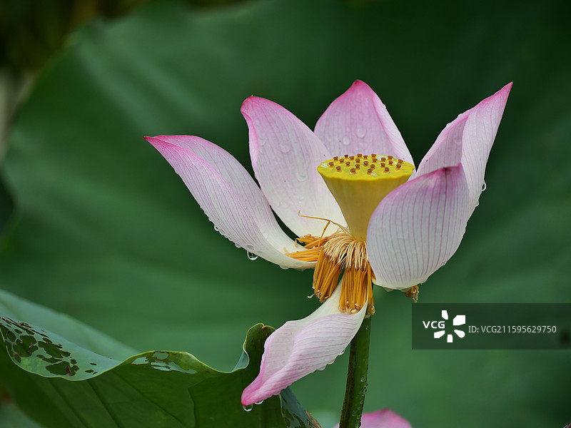 湘潭荷花图片素材