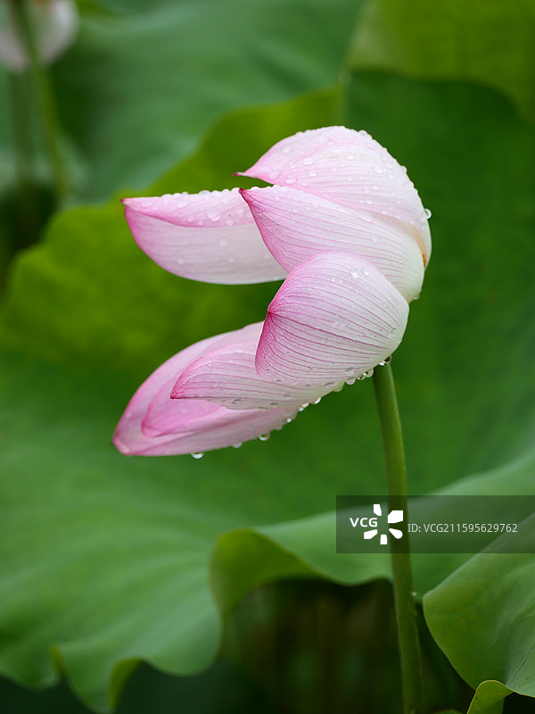 湘潭荷花图片素材