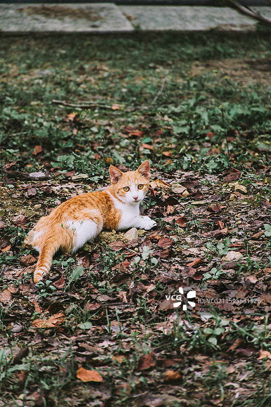 2025.10.4 中山植物园黄秋英、向日葵、栾树、松柏园图片素材