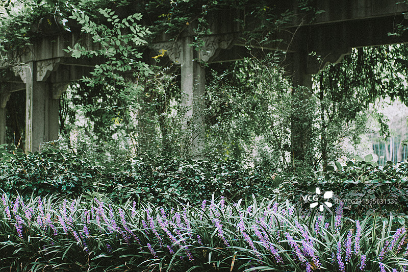 2025.10.4 中山植物园黄秋英、向日葵、栾树、松柏园图片素材