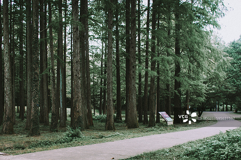 2025.10.4 中山植物园黄秋英、向日葵、栾树、松柏园图片素材