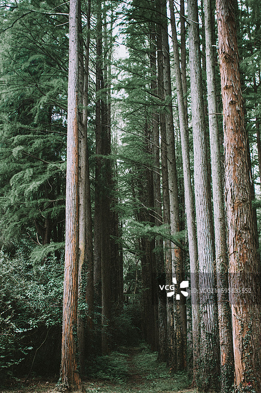 2025.10.4 中山植物园黄秋英、向日葵、栾树、松柏园图片素材