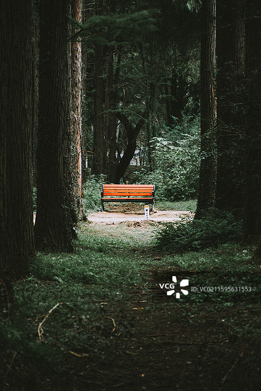 2025.10.4 中山植物园黄秋英、向日葵、栾树、松柏园图片素材