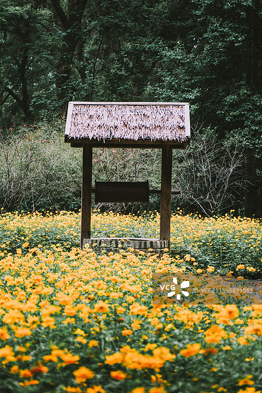 2025.10.4 中山植物园黄秋英、向日葵、栾树、松柏园图片素材
