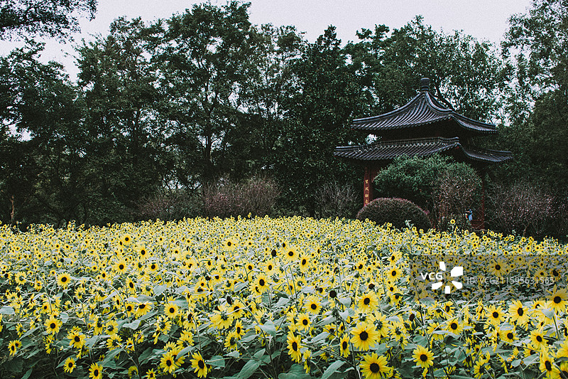 2025.10.4 中山植物园黄秋英、向日葵、栾树、松柏园图片素材