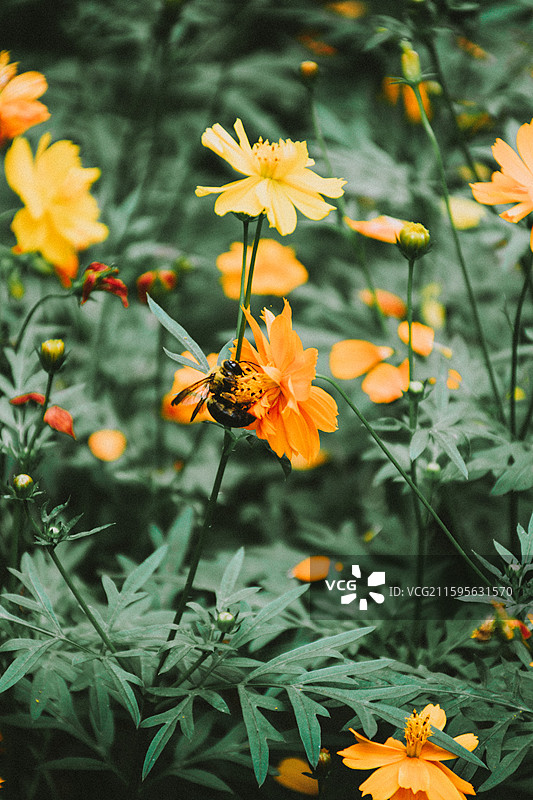 2025.10.4 中山植物园黄秋英、向日葵、栾树、松柏园图片素材