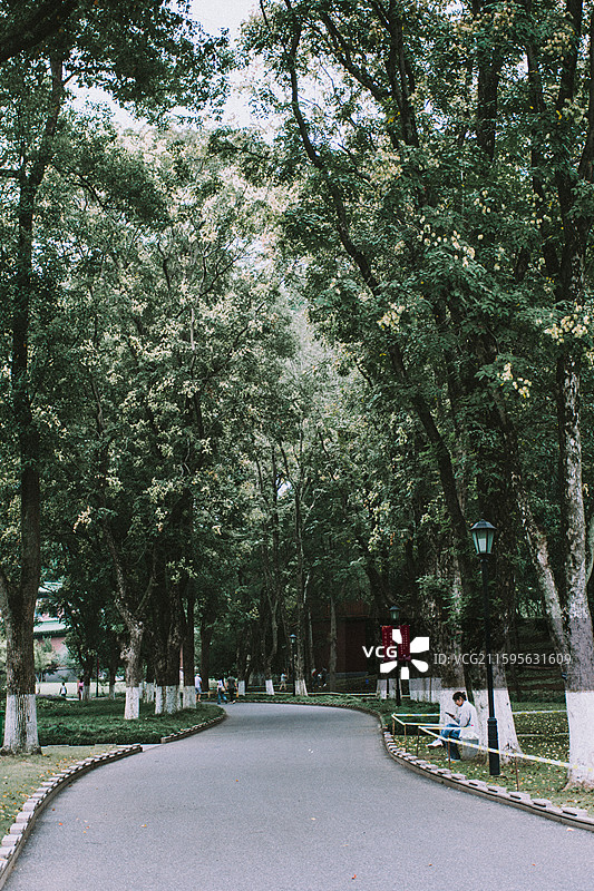 2025.10.4 中山植物园黄秋英、向日葵、栾树、松柏园图片素材