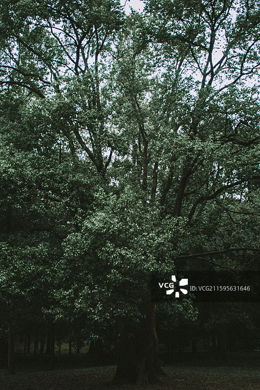 2025.10.4 中山植物园黄秋英、向日葵、栾树、松柏园图片素材