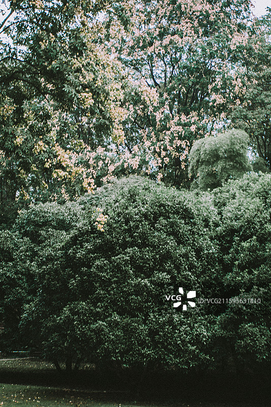 2025.10.4 中山植物园黄秋英、向日葵、栾树、松柏园图片素材