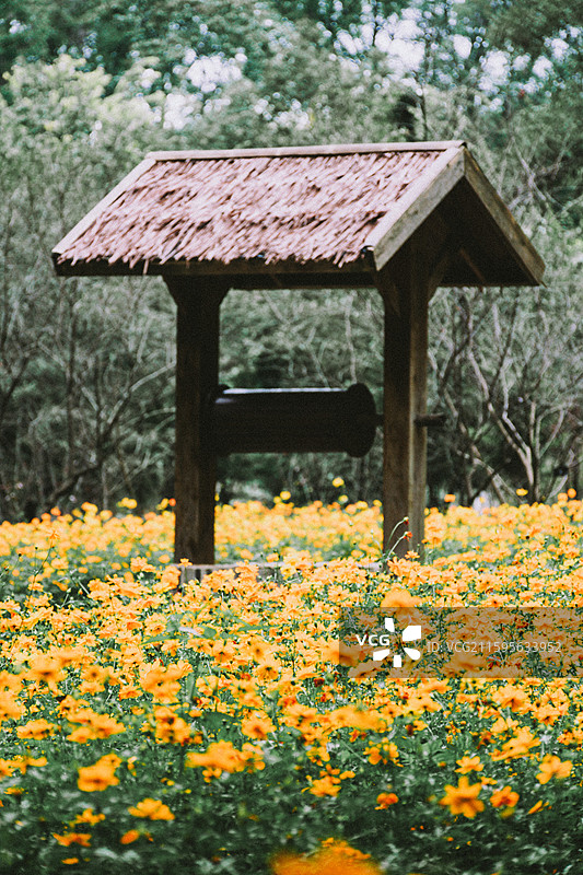2025.10.4 中山植物园黄秋英、向日葵、栾树、松柏园图片素材