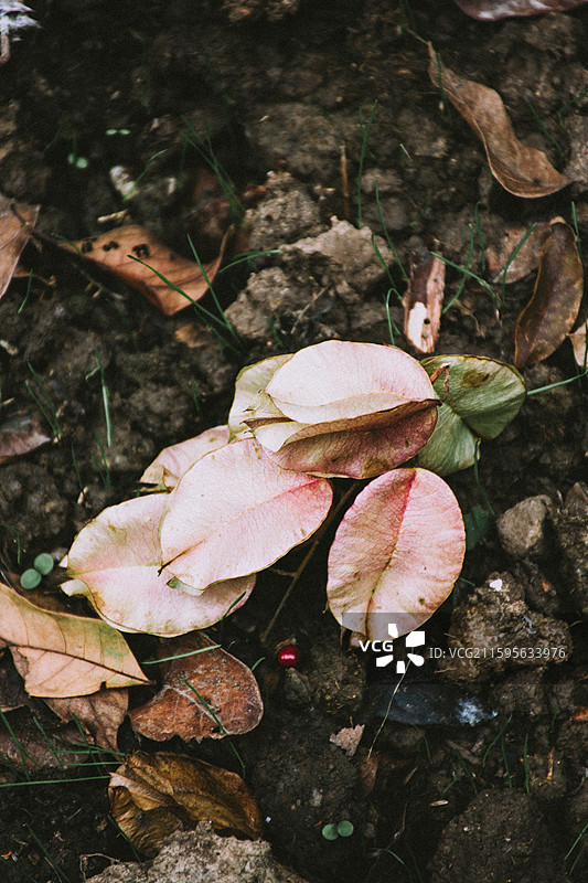 2025.10.4 中山植物园黄秋英、向日葵、栾树、松柏园图片素材
