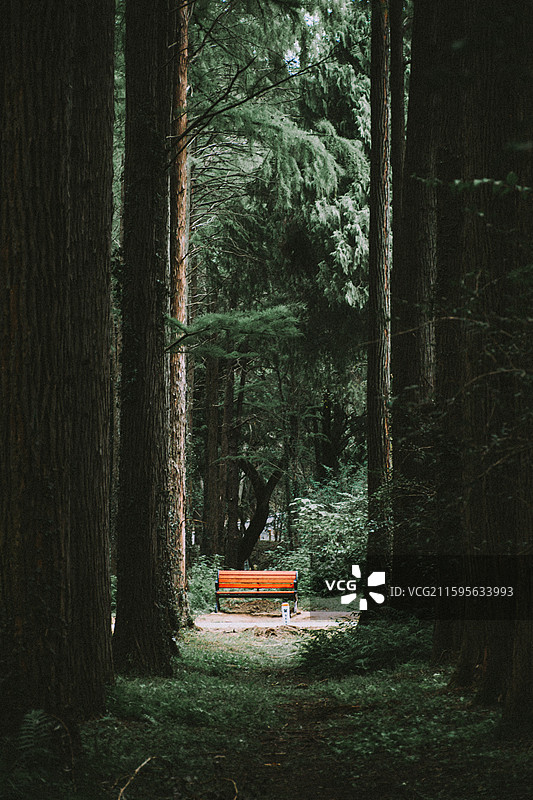 2025.10.4 中山植物园黄秋英、向日葵、栾树、松柏园图片素材