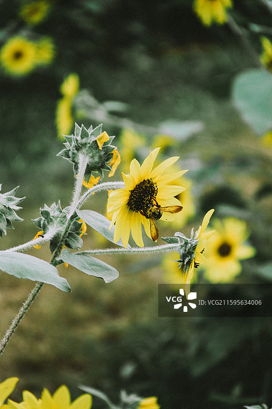 2025.10.4 中山植物园黄秋英、向日葵、栾树、松柏园图片素材