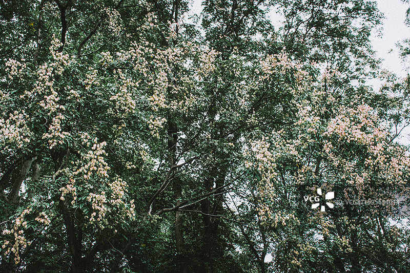 2025.10.4 中山植物园黄秋英、向日葵、栾树、松柏园图片素材
