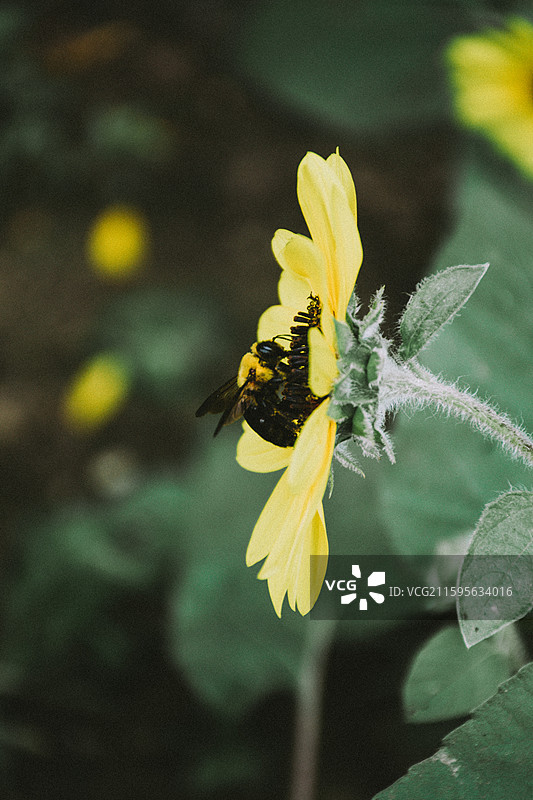 2025.10.4 中山植物园黄秋英、向日葵、栾树、松柏园图片素材