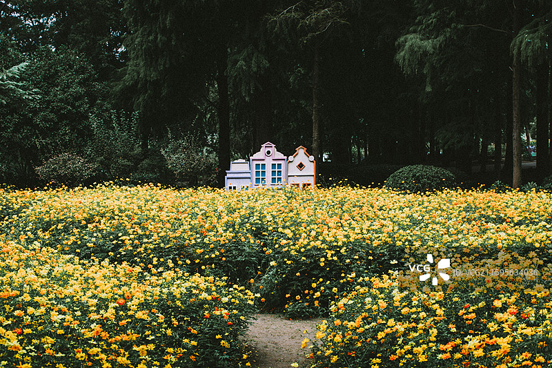 2025.10.4 中山植物园黄秋英、向日葵、栾树、松柏园图片素材