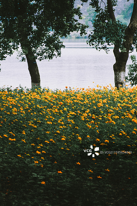 2025.10.4 中山植物园黄秋英、向日葵、栾树、松柏园图片素材