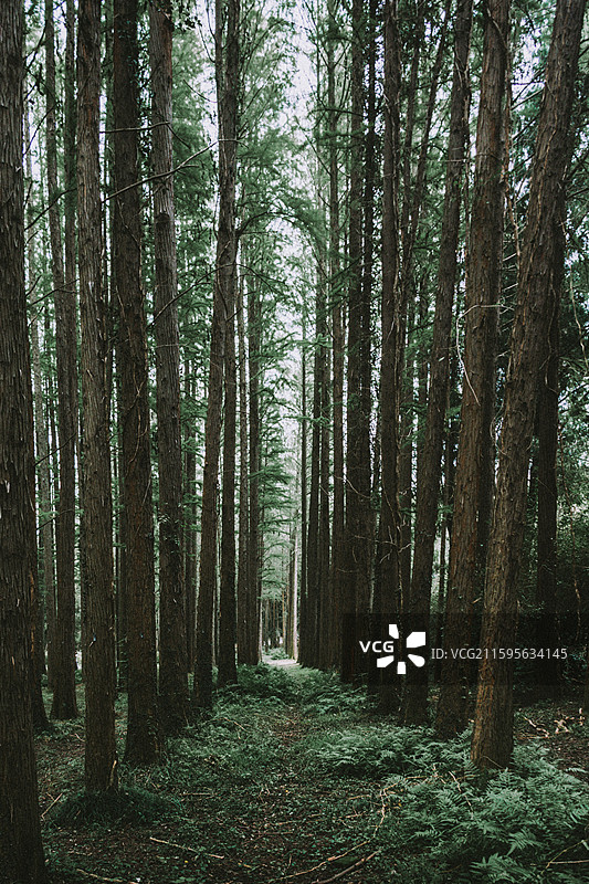 2025.10.4 中山植物园黄秋英、向日葵、栾树、松柏园图片素材