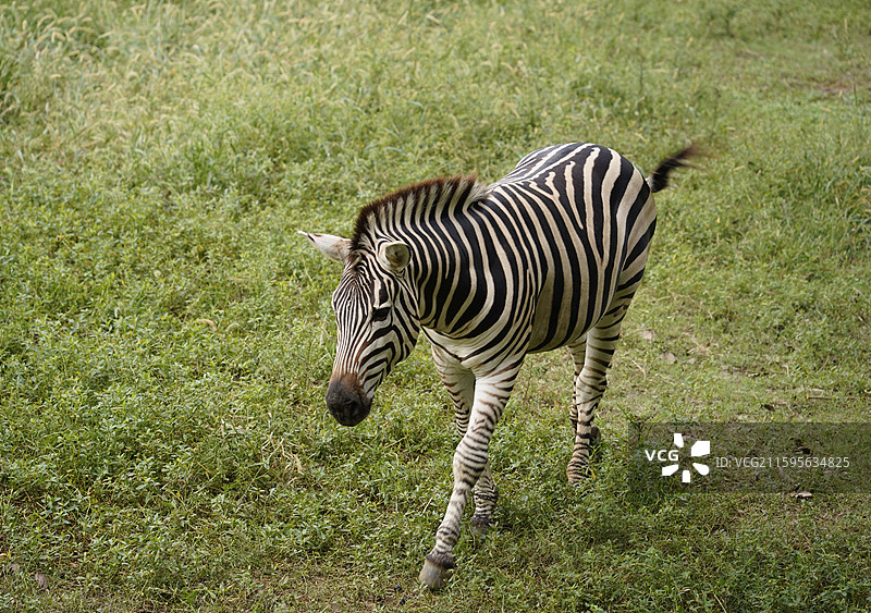 淹城野生动物世界的斑马图片素材