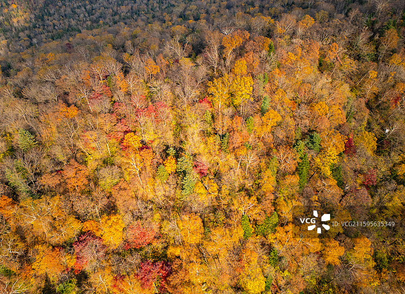 虎峰岭的五花山秋景图片素材