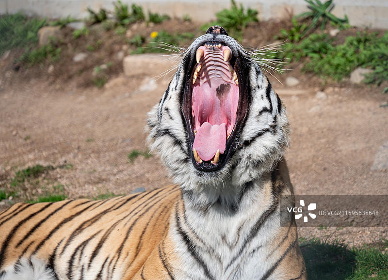 横道河子虎林园的东北虎图片素材