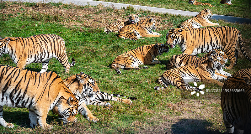 横道河子虎林园的东北虎图片素材
