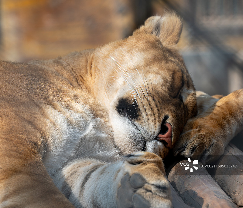 横道河子虎林园的东北虎图片素材