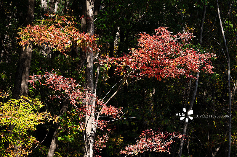 东北秋季的黄叶和枫叶图片素材