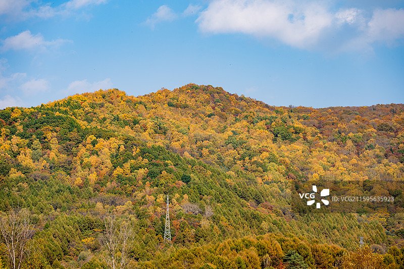 东北秋季的黄叶和枫叶图片素材
