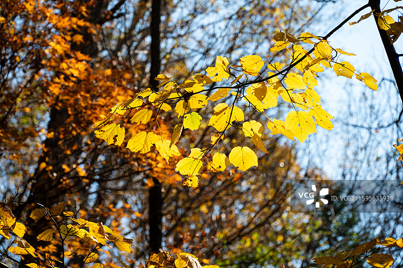 东北秋季的黄叶和枫叶图片素材