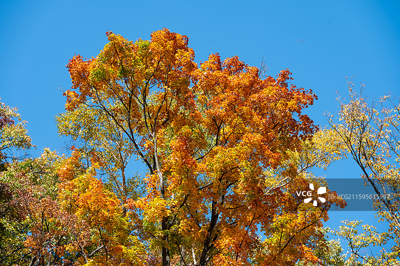 东北秋季的黄叶和枫叶图片素材