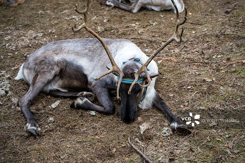 呼伦贝尔根河市敖鲁古雅使鹿部落景区的驯鹿图片素材