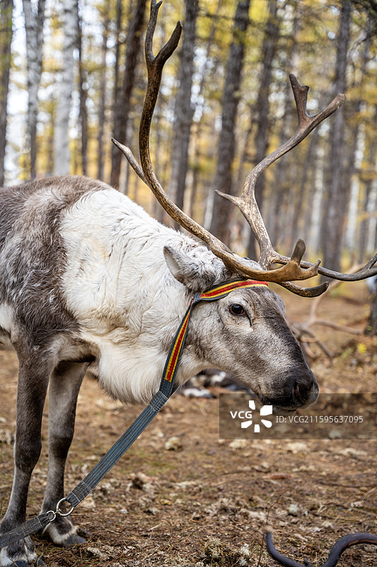 呼伦贝尔根河市敖鲁古雅使鹿部落景区的驯鹿图片素材