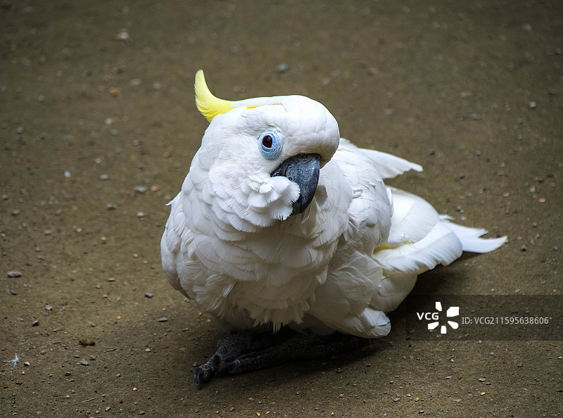 白色葵花鹦鹉看镜头瞬间抓拍图片素材