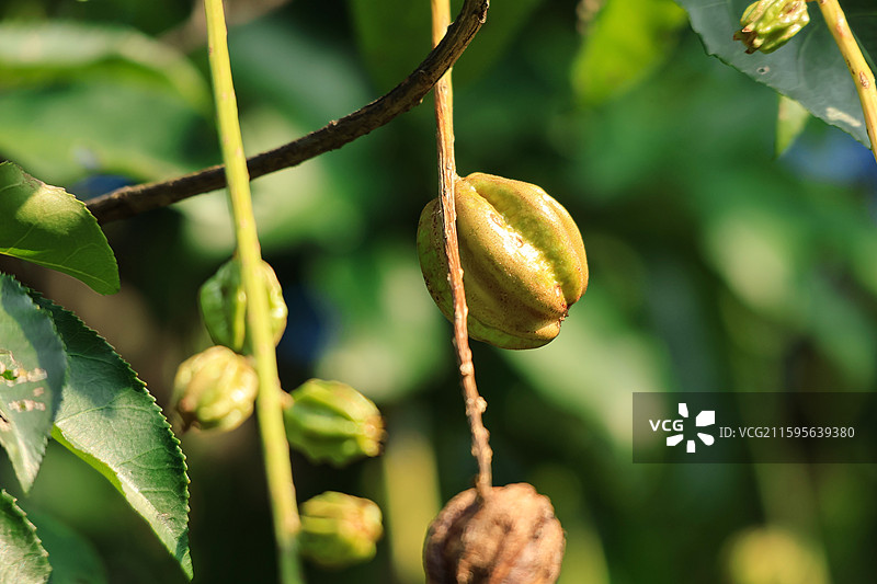 公园里红花玉蕊的果实特写，园艺，植物，绿化图片素材