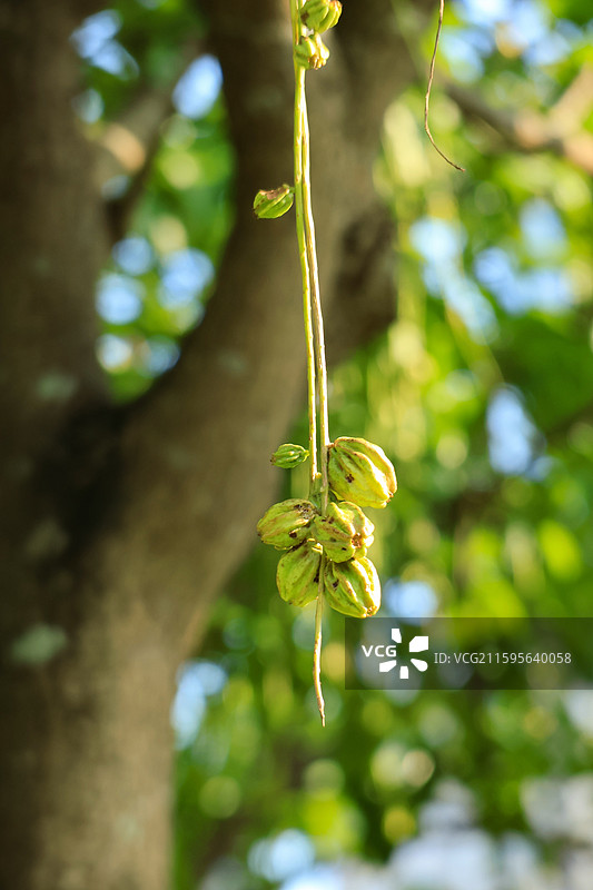 公园里红花玉蕊的果实特写，园艺，植物，绿化图片素材