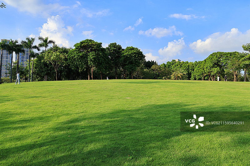 深圳香蜜公园大草坪，绿道，跑道，绿化带，行人旅游，栾树，树木成荫，湖边，蓝天，城市建筑图片素材